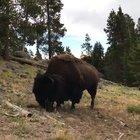 WCGW if i leave my child in near this Buffalo