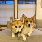 Corgis siblings answering questions (credit - mapleandmortycorgi/ig)