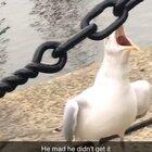 Give the bird a frie