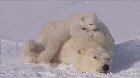 🔥 Worn out momma polar bear dealing with her cubs 🔥