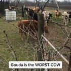 Goddamnit Gouda!!