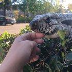 lizard puppy enjoying chin rubs