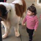 Big doggo vs smol human love