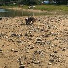 Charlie experiencing the beach for the first time ever 😁 He was 10 weeks🐶