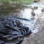 Just a few eels wanting some lunch