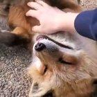 Foxes love scritches! (Sound on)