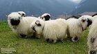 🔥 Valais Blacknose sheep look like magical faceless creatures from a fantasy novel