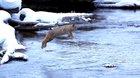 🔥 A Bobcat (Lynx Rufus) Jumps a River With a Single Leap!