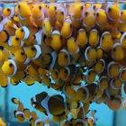 So many clownfish!!