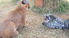 Just a big cat kitten battle