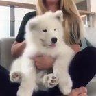 Cloud boye gets a head massage