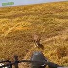 🔥 Cheetah just wants a little shade