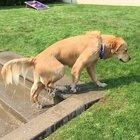 Golden Retriever shaking is slow motion.