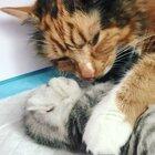 Momma calico cuddling her baby kitten 💗