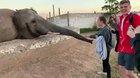 WCGW standing too close to an elephant.